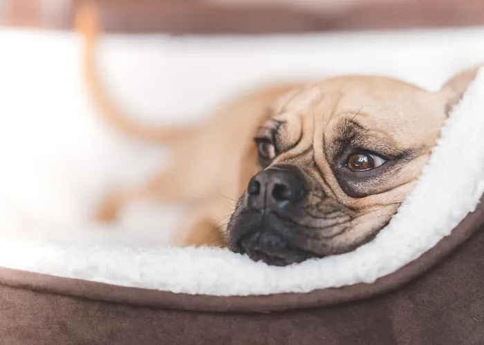 Hotell Madame Bordeaux