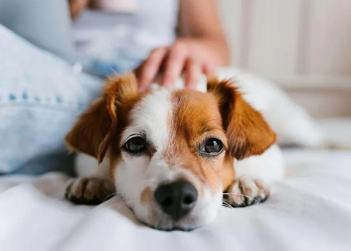 Hotel Madame Burdeos