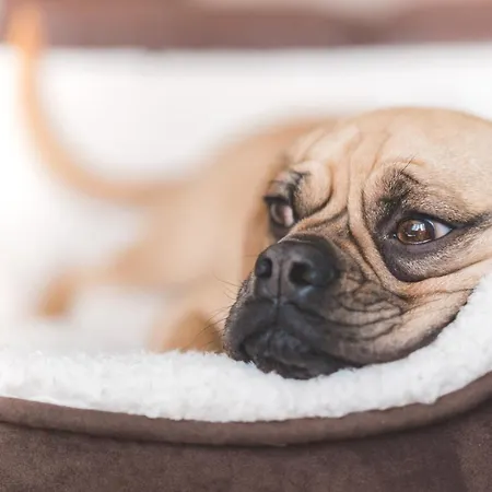 Hotel Madame Bordeaux